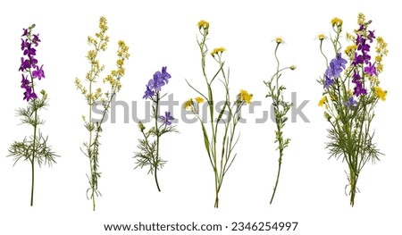 Meadow wildflowers and an example of a bouquet of these flowers. Botanical collection, summer composition. Set of elements for creating collage or design, postcards, invitations Royalty-Free Stock Photo #2346254997