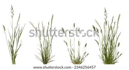 Bundles of green meadow grass with spikelets isolated on white background. Three bundles of green meadow grass and an example of a composition from them. Royalty-Free Stock Photo #2346256457