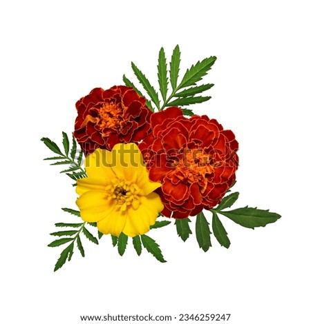 Orange and yellow marigold flowers with leaves isolated on white background. Element to create collage or design, cards, invitations. Bright flower composition. Royalty-Free Stock Photo #2346259247