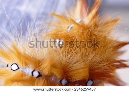 rusty caterpillar - The garden tiger moth or great tiger moth - Arctia caja Royalty-Free Stock Photo #2346259457
