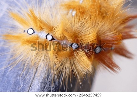 rusty caterpillar - The garden tiger moth or great tiger moth - Arctia caja Royalty-Free Stock Photo #2346259459
