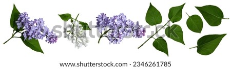 Set of lilac inflorescences and leaves. A set of elements for creating collage or design, cards, invitations. Royalty-Free Stock Photo #2346261785