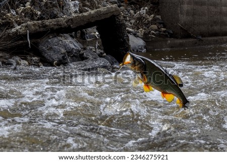 A close-up view of a large freshwater fish jumping upstream from the murky, fast-flowing water near the shore in a river in rural Thailand.