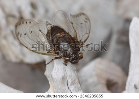 The wild cicada is an insect that has a very loud cry in the forest. Royalty-Free Stock Photo #2346285855