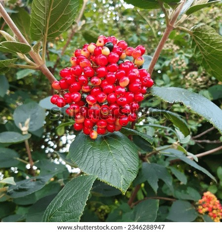 Wayfaring tree Viburnum lantana  red berries  fruits. Flower with red berries  Royalty-Free Stock Photo #2346288947