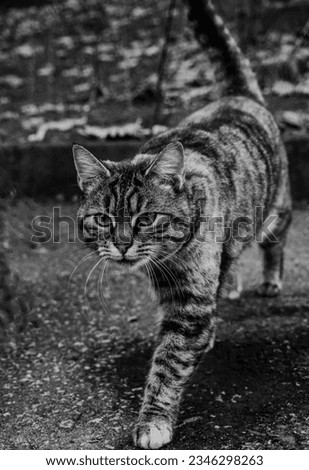 Tabby Cat Walking Pic Isolated. Cat