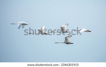 Flying swans in the blue sky. Waterfowl at the nesting site. A flock of swans walks on a blue lake. Royalty-Free Stock Photo #2346301915