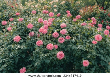 beautiful rose flower in bloom