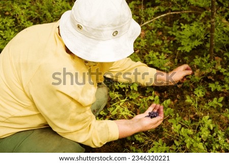 A woman on a summer day gathers blueberries in a black bucket with her hands in the forest. Blueberry harvest, picking seasonal wild berries
