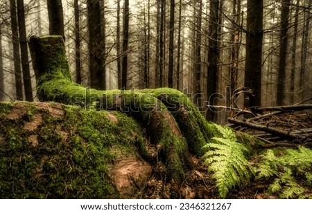 Mossy roots of a stump in the forest. Misty forest mossy roots. Tree roots in moss in misty forest. Forest tree roots in moss Royalty-Free Stock Photo #2346321267