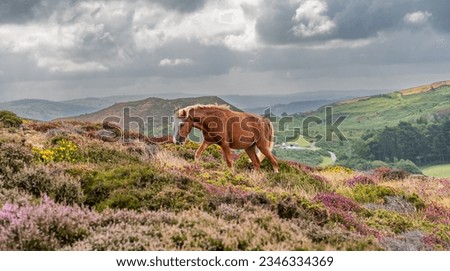 Wild Welsh Ponies on Conwy Mountain with the heather out Royalty-Free Stock Photo #2346334369