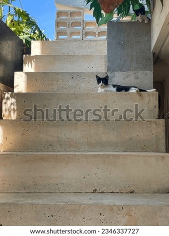 Black and white cats laying Over the stairs