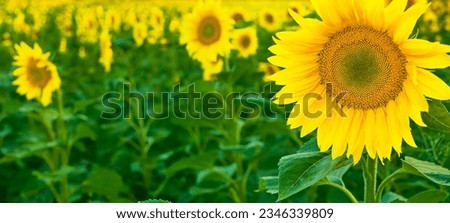 Sunflower fields and meadows close-up. Backgrounds and screensavers with large blossoming sunflower buds in the rays of sunset. Idea banner image for advertising sunflower or vegetable oil.