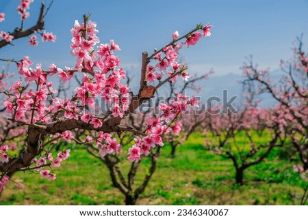 Cheery blossom in spring season Royalty-Free Stock Photo #2346340067