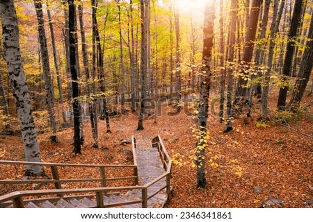 Very beautiful view of wooden stairs in autumn. Beautiful autumn views of Yedigoller National Park. Royalty-Free Stock Photo #2346341861