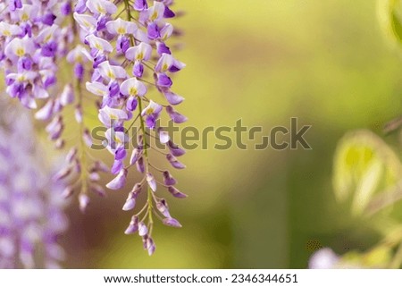 Blooming Wisteria Sinensis with classic purple flowers in full bloom in hanging racemes against a green background. Garden with wisteria in spring.
