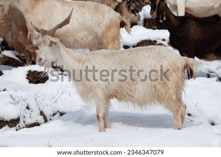 Cattles in the snow shot during daytime Royalty-Free Stock Photo #2346347079