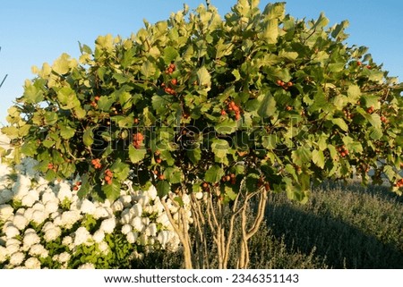Bush of Crataegus submollis, known as the northern downy hawthorn, northern red haw, Quebec hawthorn, or hairy cockspurthorn Royalty-Free Stock Photo #2346351143