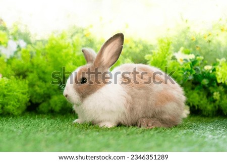 adorable young cute rabbit sitting on green grass in home garden with natural blurred background, closed up of fluffy Easter bunny lying lovely little pet playing at park on spring summer day