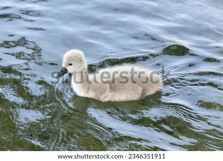 Cute baby swan in the lake close up
