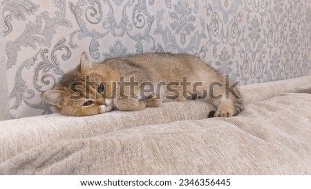 In a room of a residential house, a Scottish cat lies on the back of a sofa near the wall