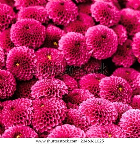 Closeup of fresh flower,extreme flowers image,closeup of beautiful pink flowers,beauty of pin pom pons,free dahlia floral image,pink dahlia close-up photography