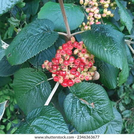 Wayfaring tree Viburnum lantana  red berries  fruits. Flower with red berries  Royalty-Free Stock Photo #2346363677