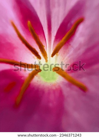 Macroscopic picture of rain Lilly flower. Closeup photo of rain lily flower. Pollen of rain lily.