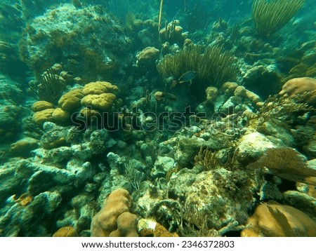 Beautifiul underwater colorful coral reef at Caribbean Sea at Honeymoon Beach on St. Thomas, USVI - travel concept
