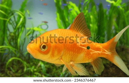 Orange carp fish sick diseases anchor worms aquarium ornamental home fish tank diseases