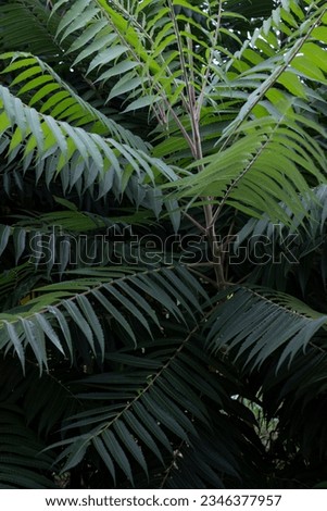 background of green leaves bushes

￼


