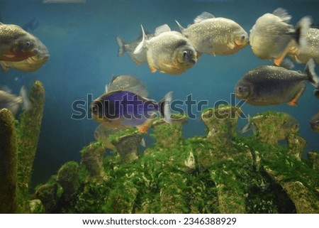 The Red piranha (Red-bellied piranha) in freshwater aquarium. Pygocentrus nattereri is a freshwater fish in family Serrasalmidae that inhabits Amazon basin, South American rivers. Royalty-Free Stock Photo #2346388929