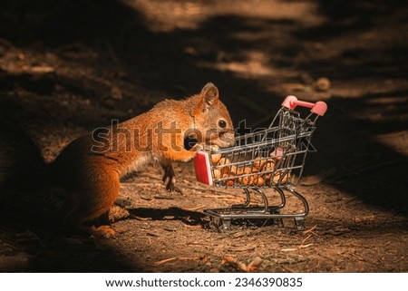 Red squirrel eats nuts from a shopping cart in the woods.