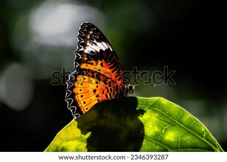 stunning beautiful rare amazing real butterfly in rain forest on leaf macro picture orange white black on leaf in sunlight wings bright close up with darker background and antenna sticking out