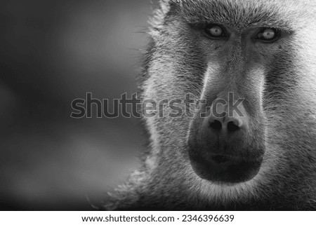 The Yellow baboon, Papio cynocephalus, is a member of the family Cercopithecidae. Black and White portret. Relaxing Baboon.