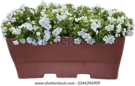 Large rectangular terra cotta pots planted with white Petunia Royalty-Free Stock Photo #2346396909