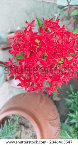 Ixora coccinea is a species of flowering plant in the family Rubiaceae. It is a common flowering shrub native to Southern India, Bangladesh, and Sri Lanka. It has become one of the most popular flower