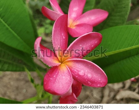 Peach and pink Hawaiian Plumeria flower or temple tree after rain.