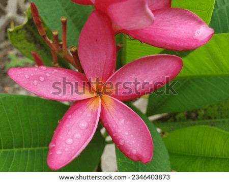Peach and pink Hawaiian Plumeria flower or temple tree after rain.