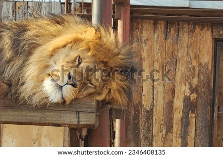 Lion Resting in Daytime view, close up picture lion , lying 