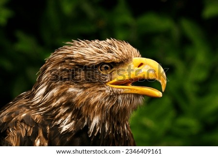 Portrait of a magnificent steppe eagle.