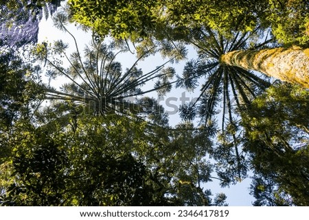 Araucaria moist forest with typical Parana Pine (Araucaria angustifolia) trees viewed from below - Sao Francisco de Paula, South of Brazil Royalty-Free Stock Photo #2346417819