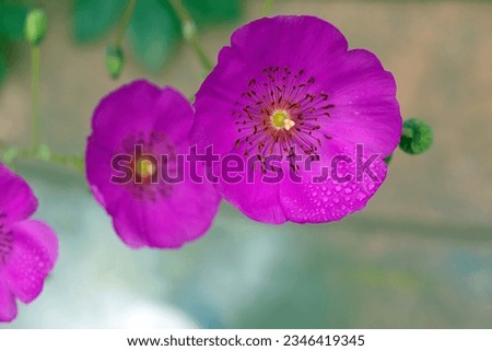 Calandrinia grandiflora Rock Purslane flower