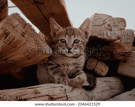 Beautiful Cat Pic middle in the woods