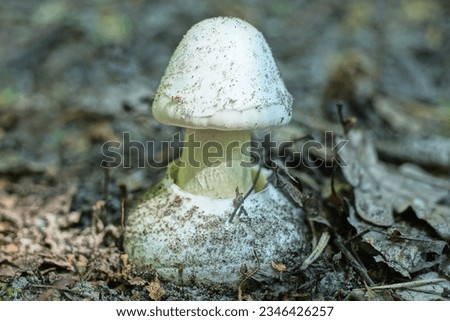 one white poisonous fungus pale grebe grows in the ground in gray dry leaves in a summer forest Royalty-Free Stock Photo #2346426257