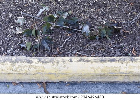 Small Tree Branch on Ground by Yellow Curb