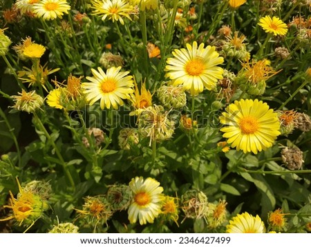 Marigold flower, Calendula,  Genda Flowers, UP. India
