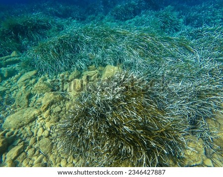 Underwater view in the Aegean Sea. Rocks, grass and seaweed in the sea.