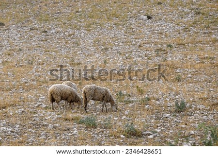 Landscape with grazing mountain sheep, sandy mountains