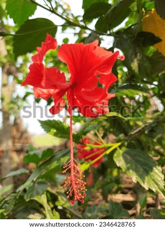 Amazing Macro Picture Red Hibiscus flowers, Beautiful Red Flowers captured detailed high quality 
